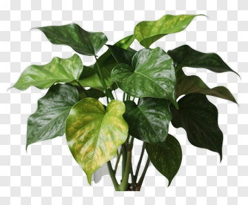 Potted Green Plant With Heart-Shaped Leaves PNG