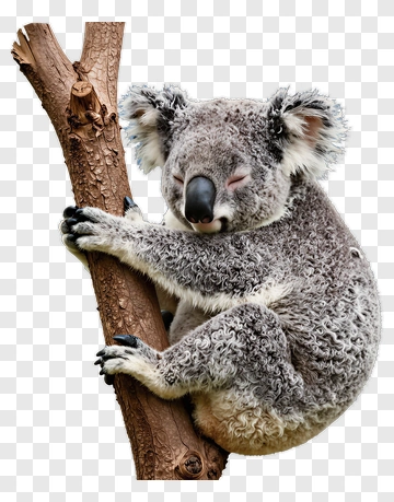 Koala Climbing A Tree PNG