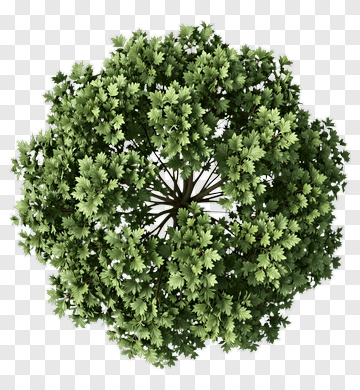 Green Tree PNG