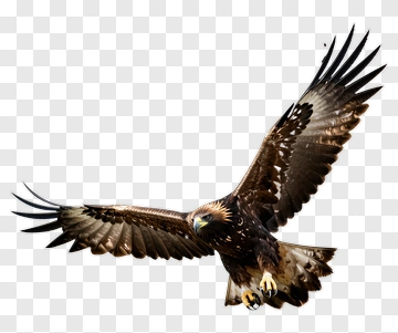 Eagle In Flight PNG