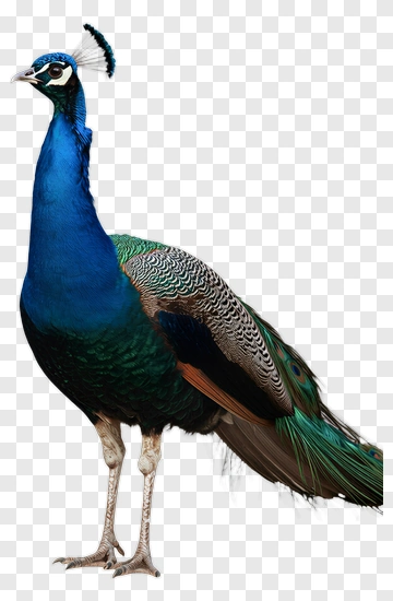Peacock With Vibrant Feathers PNG