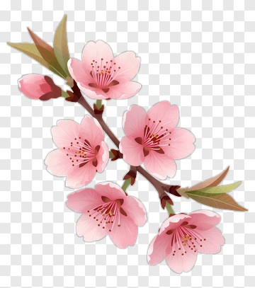 Cherry Blossom Branch PNG