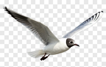 Flying Seagull PNG