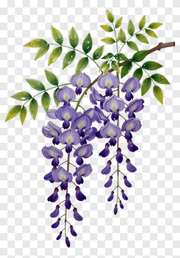 Purple Wisteria Flower Cluster PNG