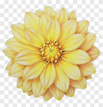 Yellow Flower With Petals PNG