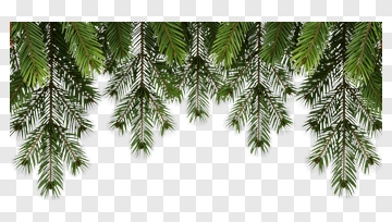 Green Pine Tree Branches PNG