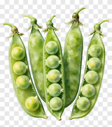 Green Pea Pods With Peas PNG