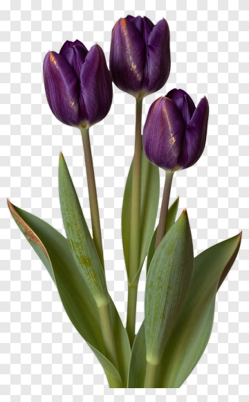Purple Tulips With Green Leaves PNG