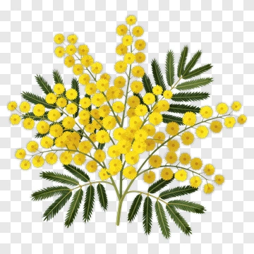 Yellow Mimosa Flower Bouquet PNG