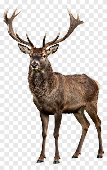 Male Deer Standing In A Natural Pose PNG