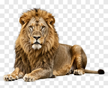 Realistic Lion Lying Down PNG