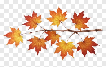 Colorful Maple Leaf Branch PNG