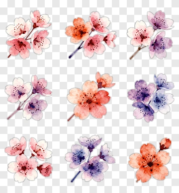 Colorful Cherry Blossom Flower Illustrations PNG