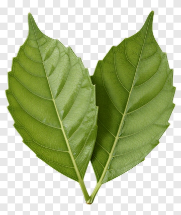 Green Leaves PNG