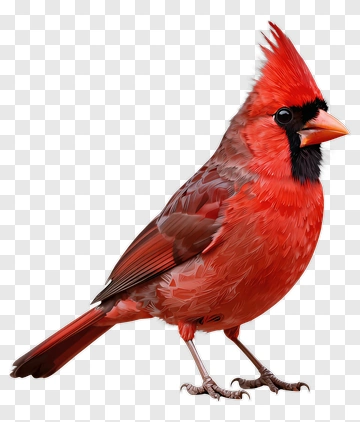 Red Cardinal Bird PNG