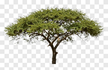 Green Tree PNG