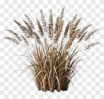 Brown Grass Plant PNG