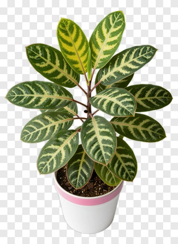 Indoor Plant With Variegated Leaves PNG
