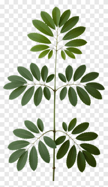 Green Leafy Plant Stem PNG