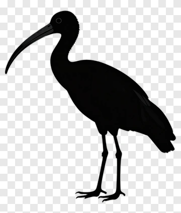 Silhouette Of A Black Ibis PNG