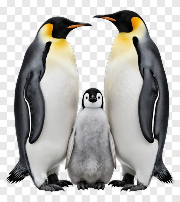 Emperor Penguins With Chick PNG