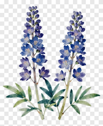 Watercolor Blue Lupine Flowers PNG