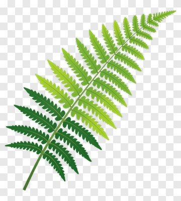Green Fern Leaf PNG