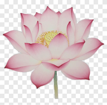 Pink Lotus Flower PNG