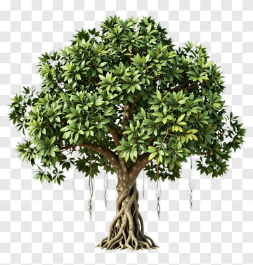 Green Tree With Dense Foliage PNG