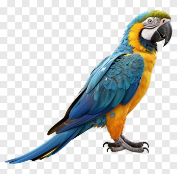 Colorful Blue And Yellow Macaw Parrot PNG
