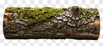 Moss Covered Log PNG