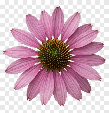 Pink Flower With Petals And Green Center PNG