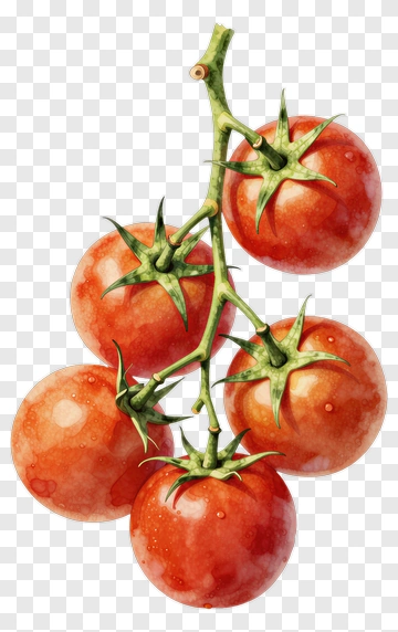 Bunch Of Ripe Tomatoes PNG