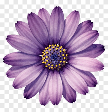 Purple Flower With Yellow Center PNG