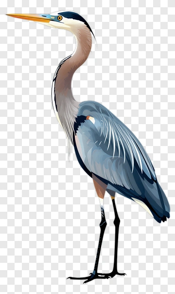 Great Blue Heron PNG