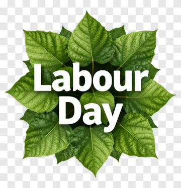 Labour Day With Green Leaves PNG