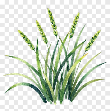 Wheat Plant With Green Stalks PNG