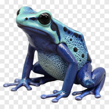 Blue Frog With Spots PNG