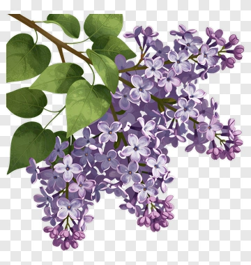 Lilac Branch With Purple Flowers PNG