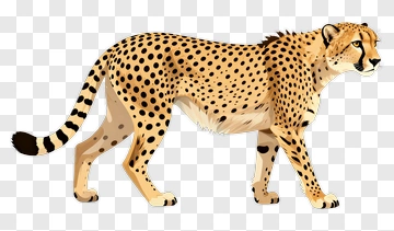 Cartoon Cheetah Walking PNG