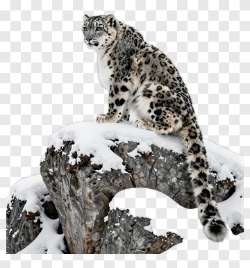 Snow Leopard Sitting On A Rock PNG