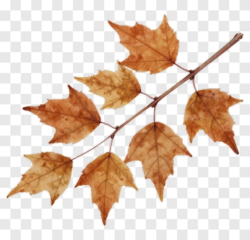Autumn Maple Leaves PNG