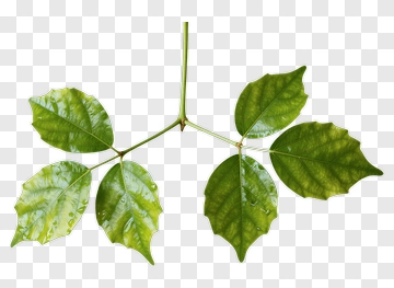 Green Leaf Branch PNG