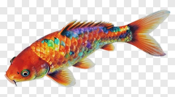 Colorful Koi Fish PNG