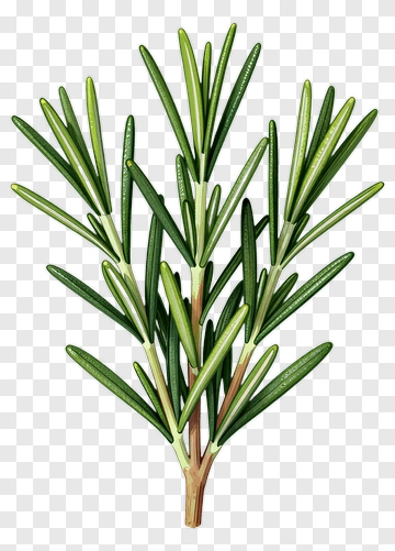 Rosemary Herb Branch PNG