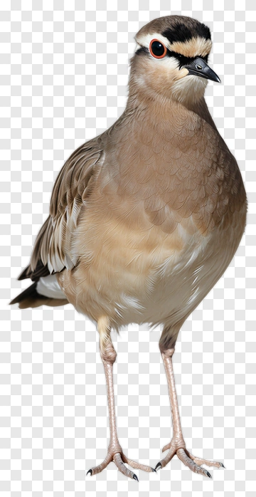Bird With Distinctive Black Crown PNG