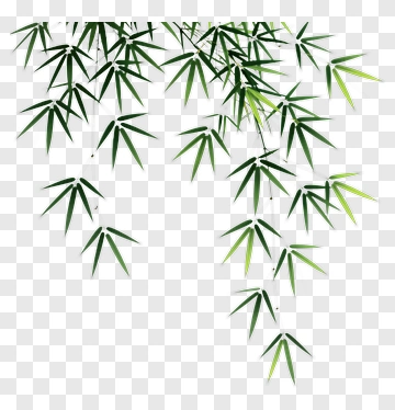 Bamboo Leaves PNG