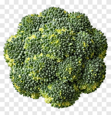 Fresh Broccoli Head PNG