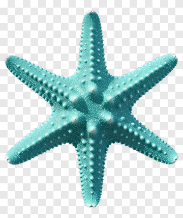 Turquoise Starfish PNG