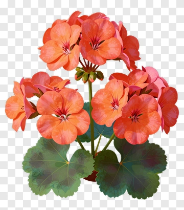 Colorful Flower Bouquet PNG